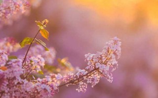 强大的内心经典语录朋友圈（心理暗示很强大的金句大全）