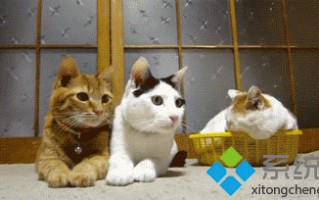 电脑中如何压缩gif动图