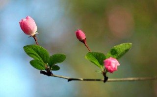 赞美海棠花的短句（赞美海棠花最经典诗句）