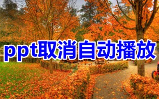 ppt取消自动播放 ppt关闭自动播放的方法