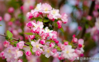 海棠花的赞美句子大全，赞美海棠花美句简短