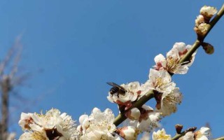 关于春天花开的说说心情短语文案（春暖花开朋友圈短句）