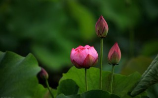 linux添加用户的命令（linux useradd 命令介绍）